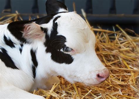 testing a bottle calf for disease|early detection for sick calves.